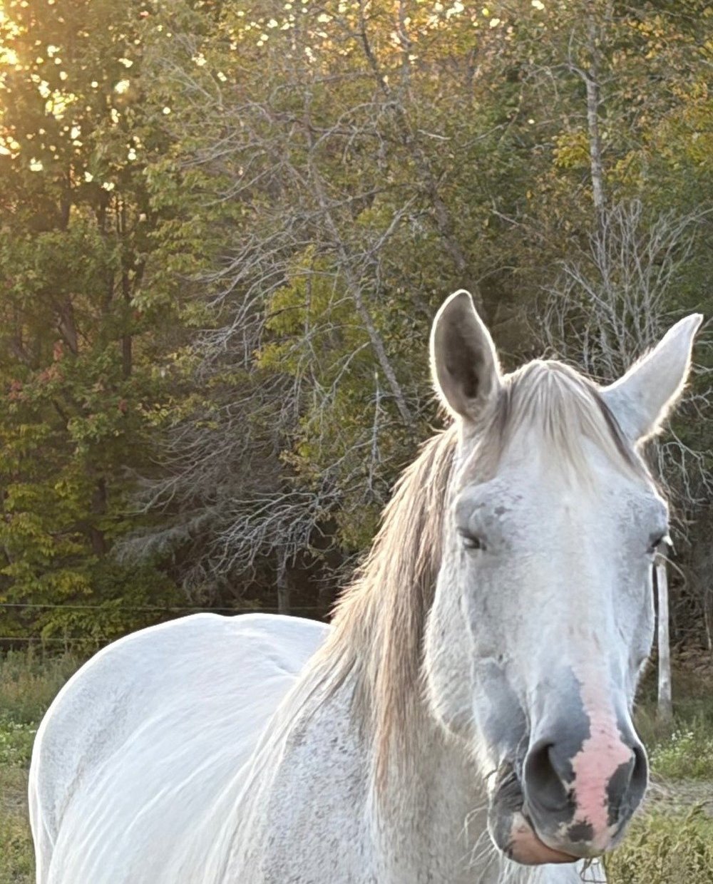 Sue McDermid with a horse - Riverway Therapy, North Bay