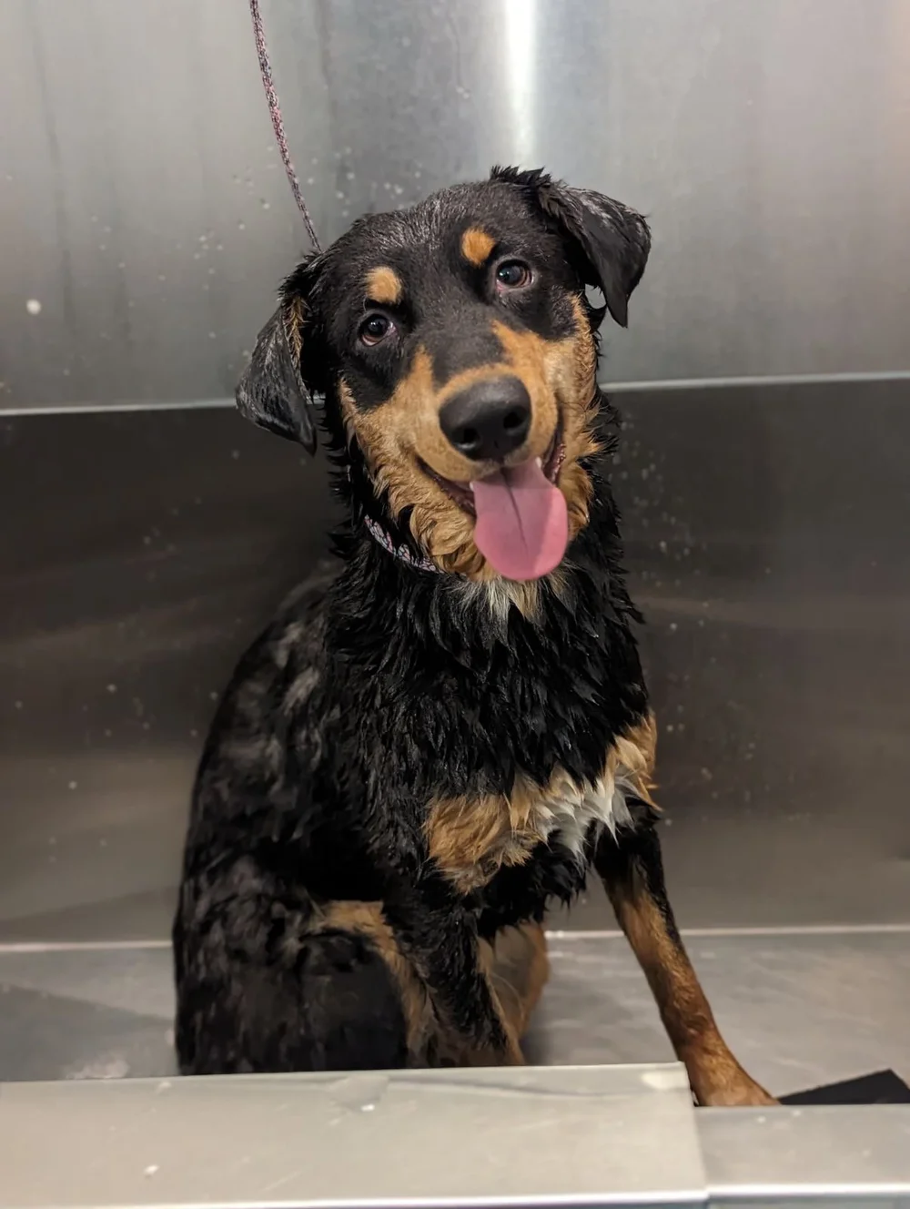 Maya, one of Riverway's canine helpers - Riverway Therapy, North Bay