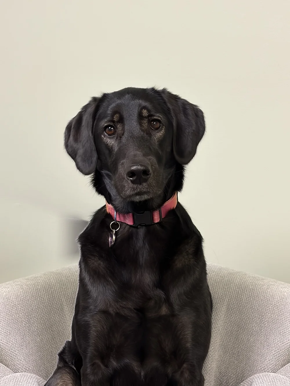 Kali, one of Riverway's canine helpers - Riverway Therapy, North Bay
