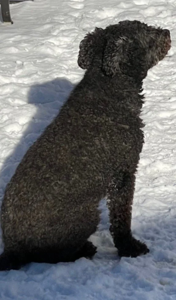 Timber, Riverway's first canine helper - Riverway Therapy, North Bay