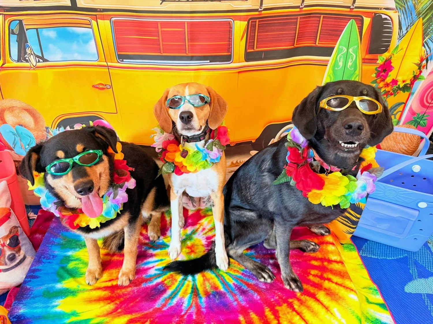 Maya, Joy & Kali, Riverway's Canine Helpers