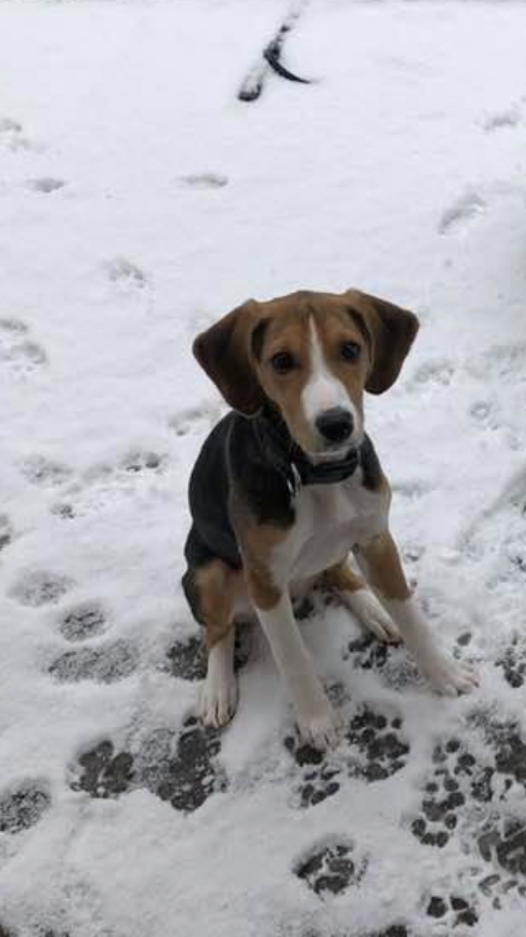Joy, one of Riverway's canine helpers - Riverway Therapy, North Bay