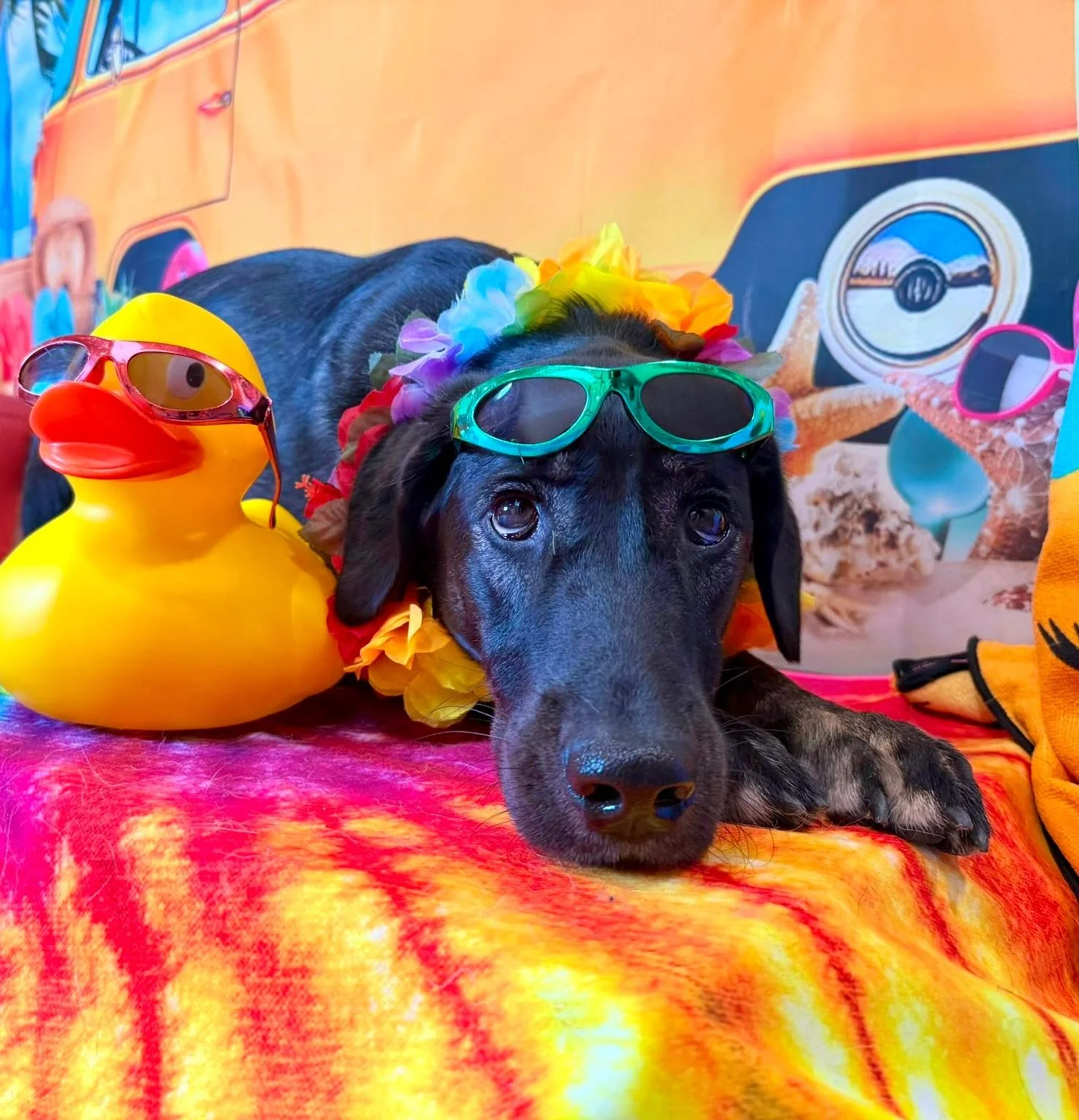 Kali, one of Riverway's Therapy Dogs.