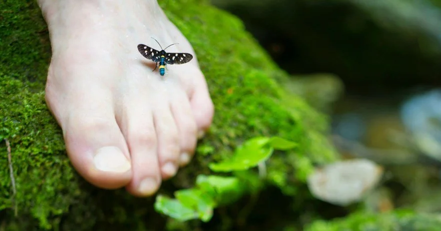 Our gut is a rainforest, let’s not crap all over it..