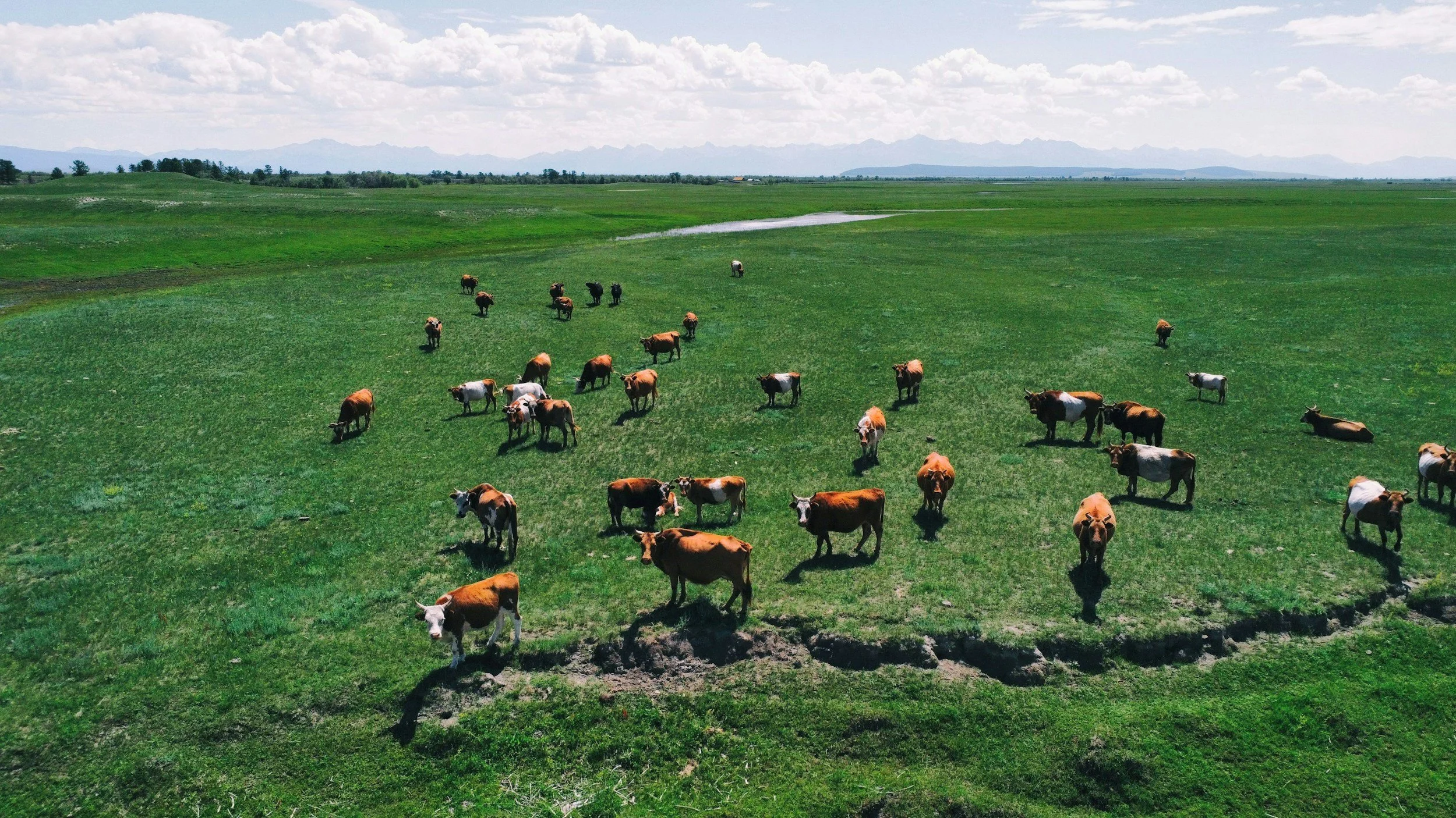 A herd of cattle grazing on a large green field with a mountain range in the background under a partly cloudy sky.
