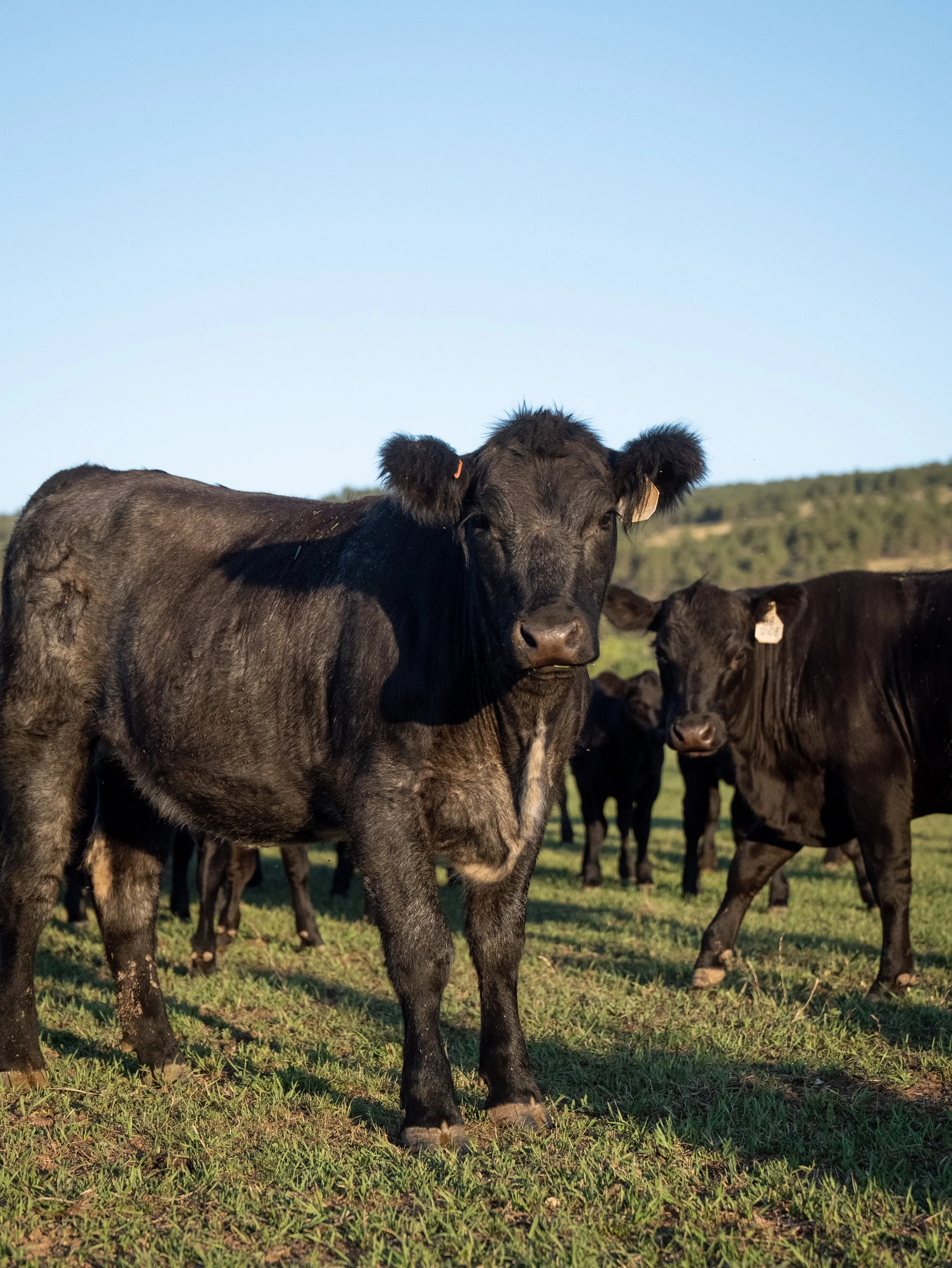 Corrida_Farm-22.jpg