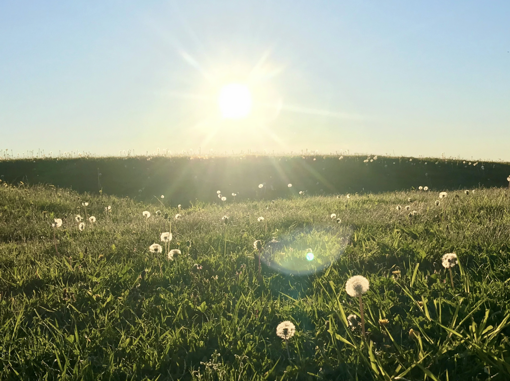 Sun shining over a grassy field with dandelions during daytime, bright and clear sky.