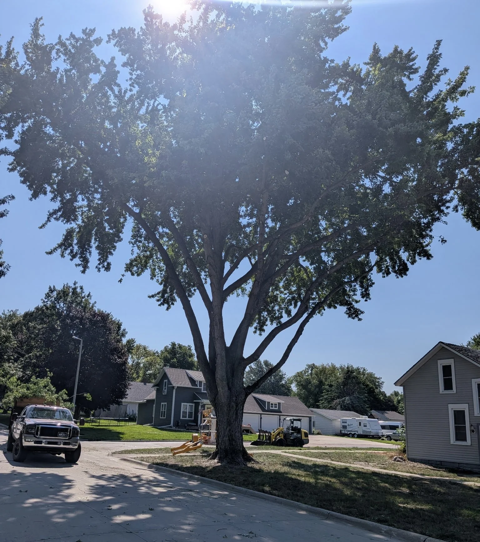 Tree Trimming