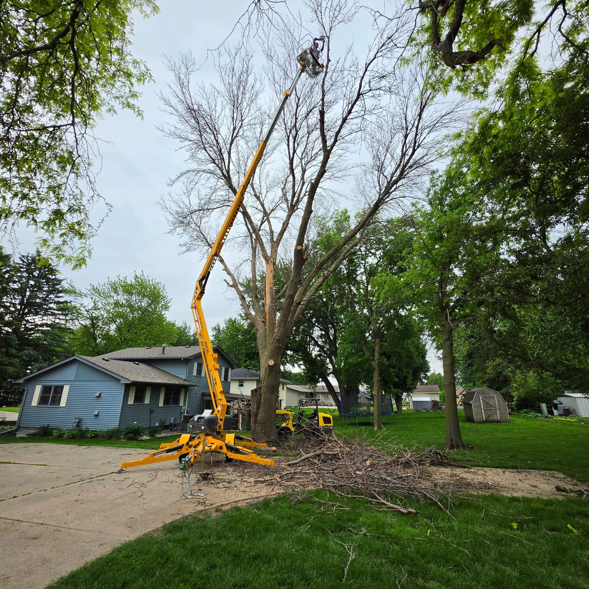 Tree Removal