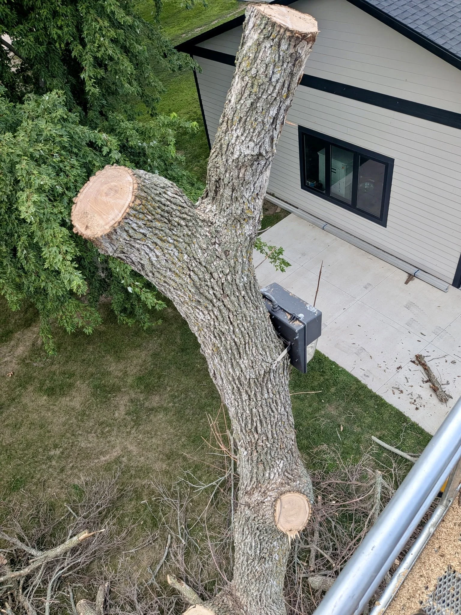 Tree Removal
