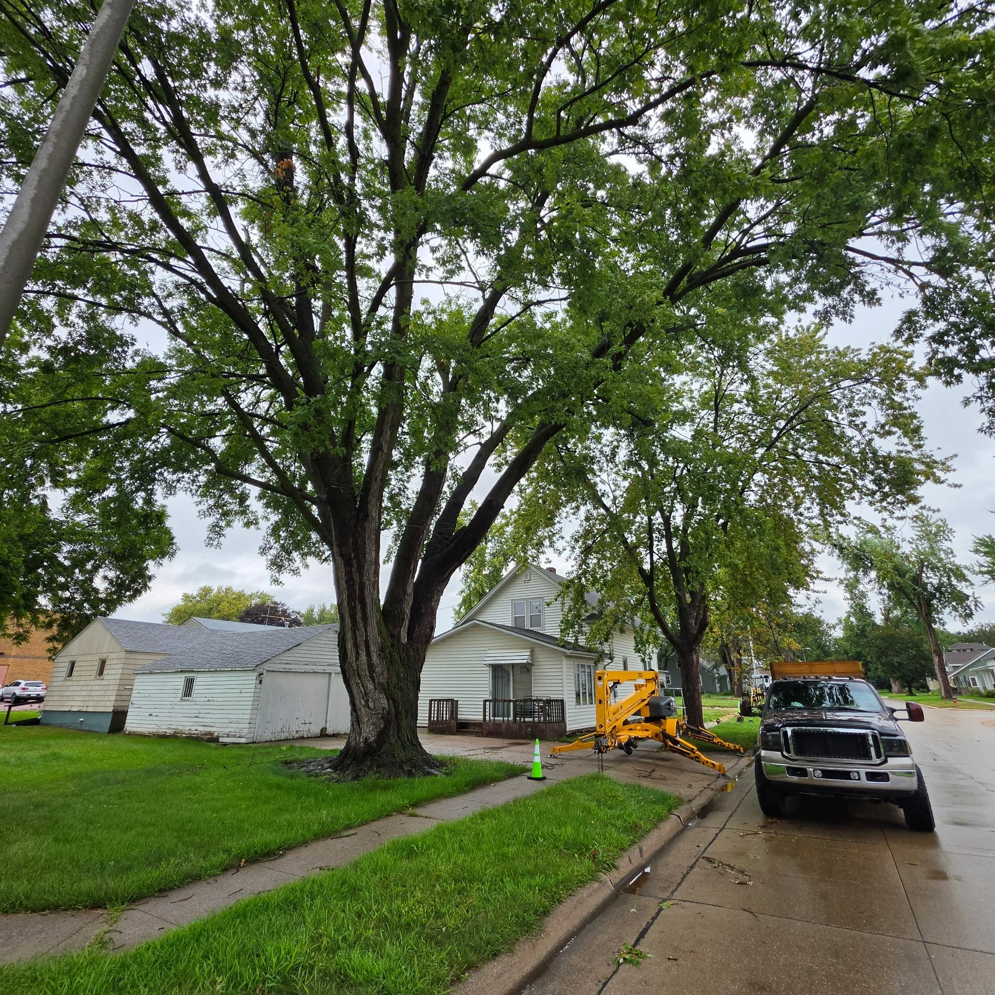Tree Removal