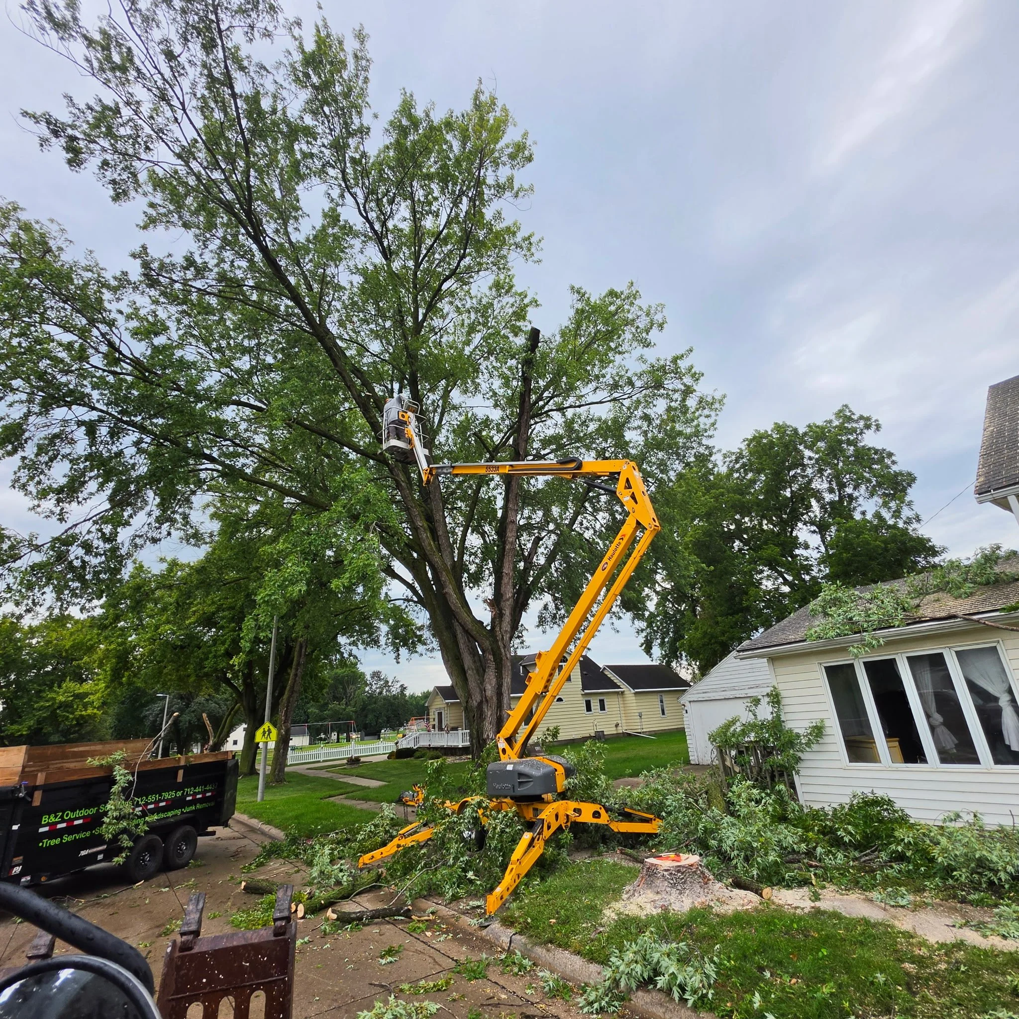 Tree Removal + Clean-Up