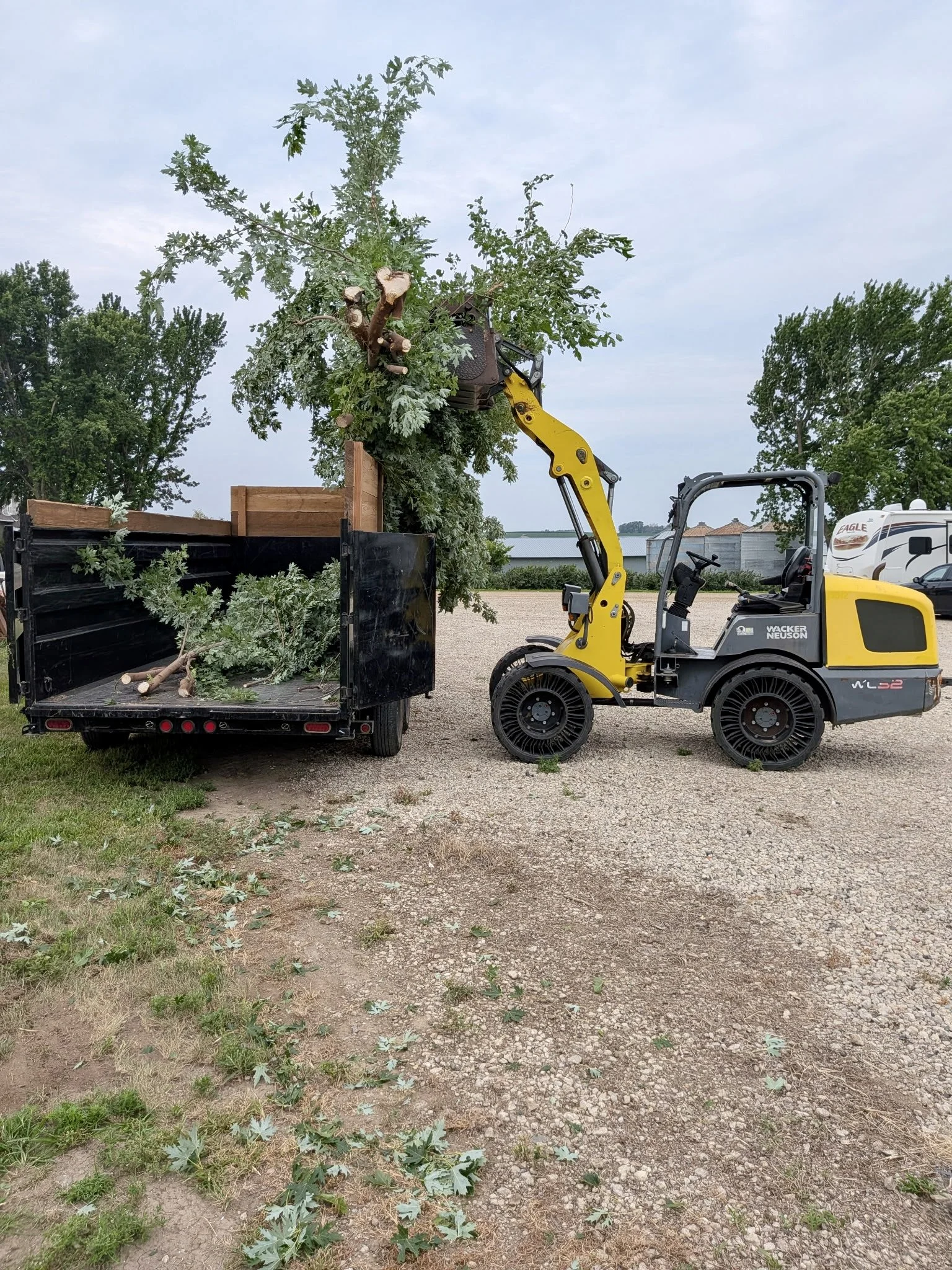 Tree Removal