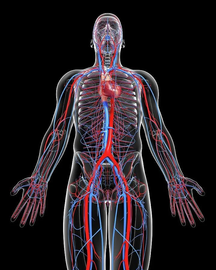 Cardiovascular Risks