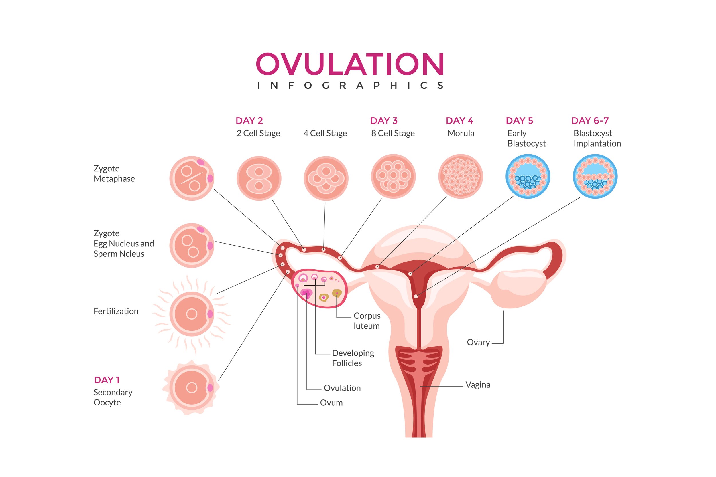 Fertility 