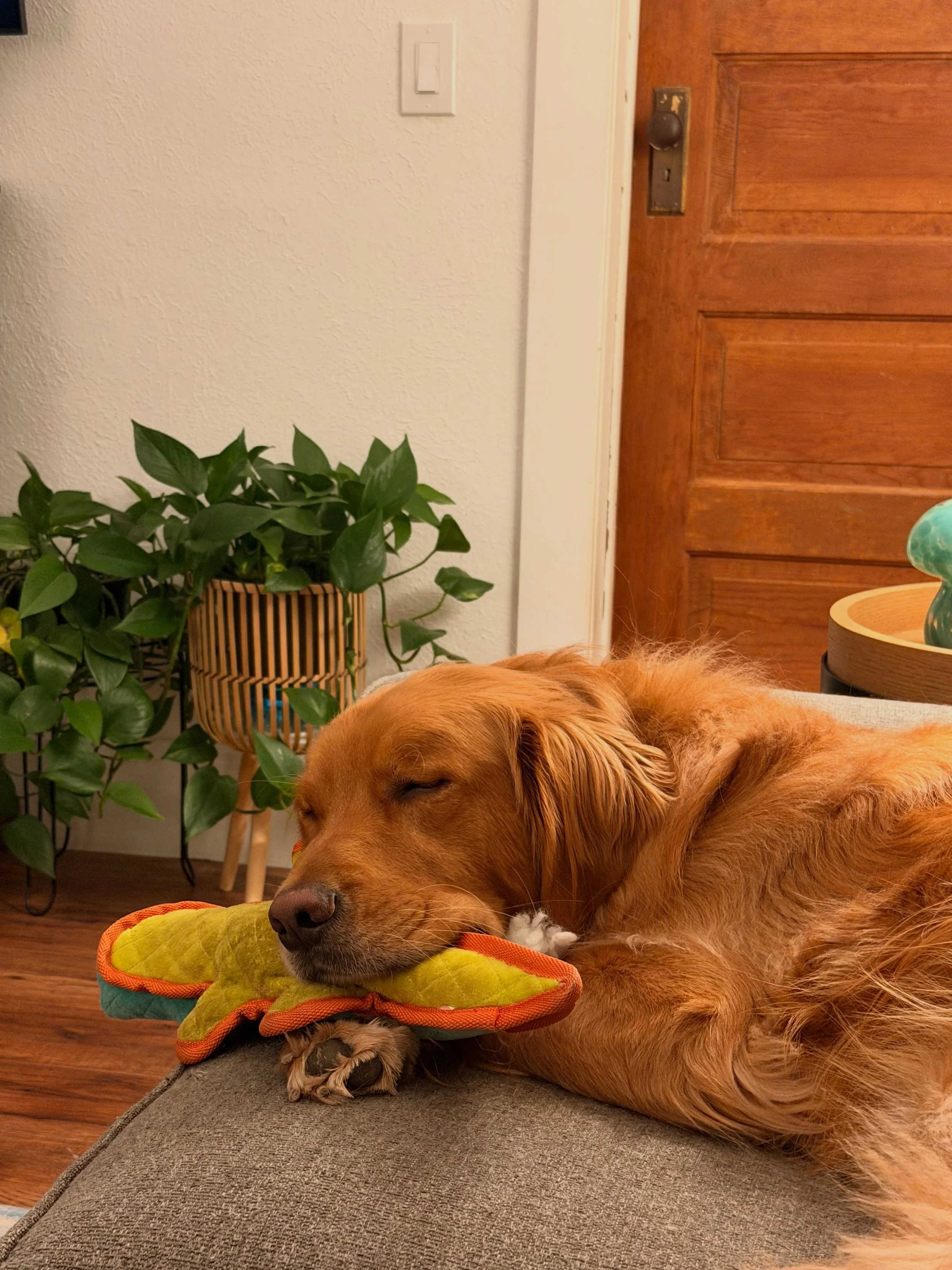 Sweet Leo midweek chill with alligator. 
Move well. Live well. 💙