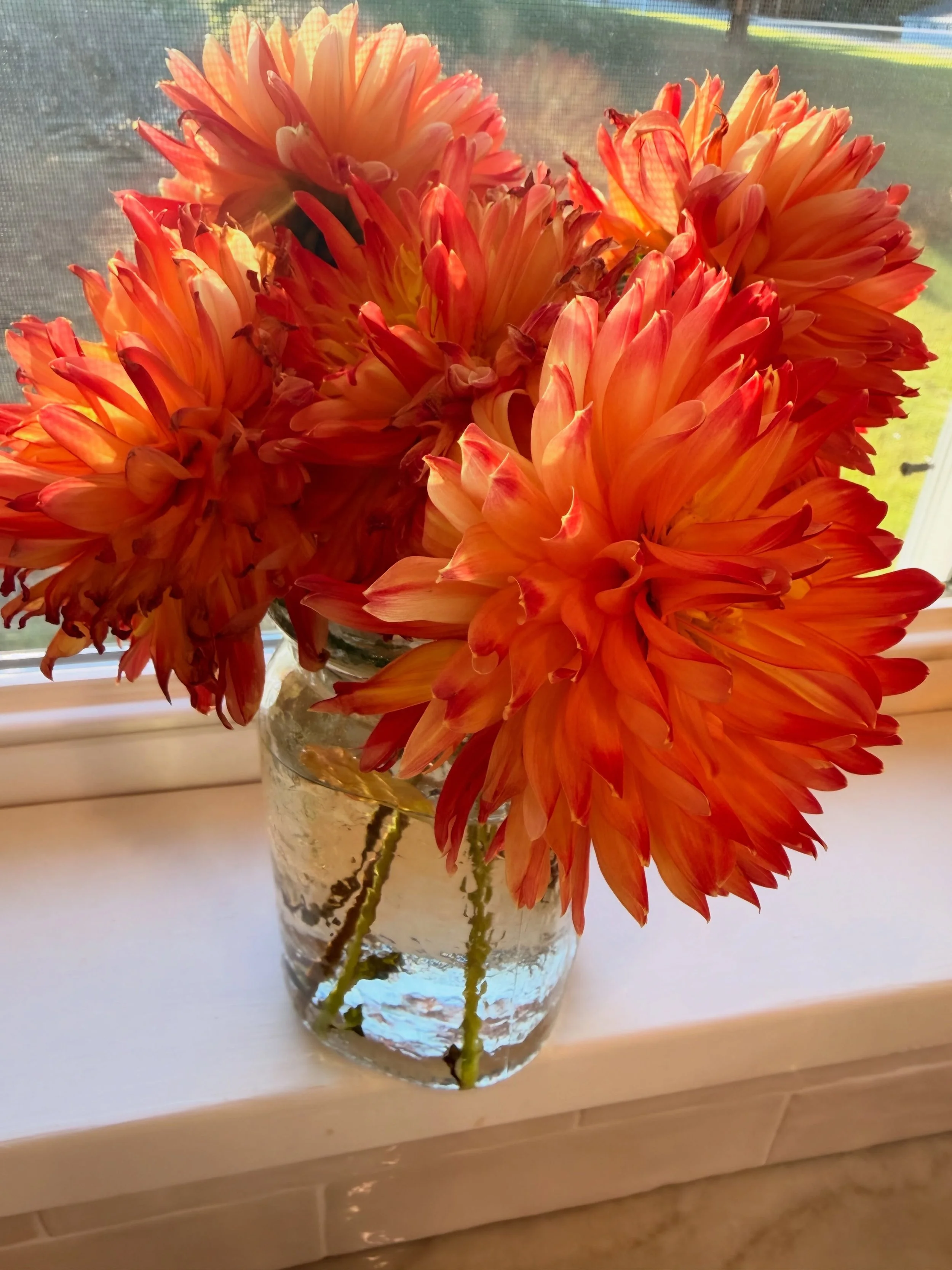 Beautiful blooms from a client. 

Saturday night in goodness. 

Sunday morning capp. @irongoatcoffee.wl 

Sweet Leo. 💙

Bathroom progress.  Time to put her back together. 

The cutest.
