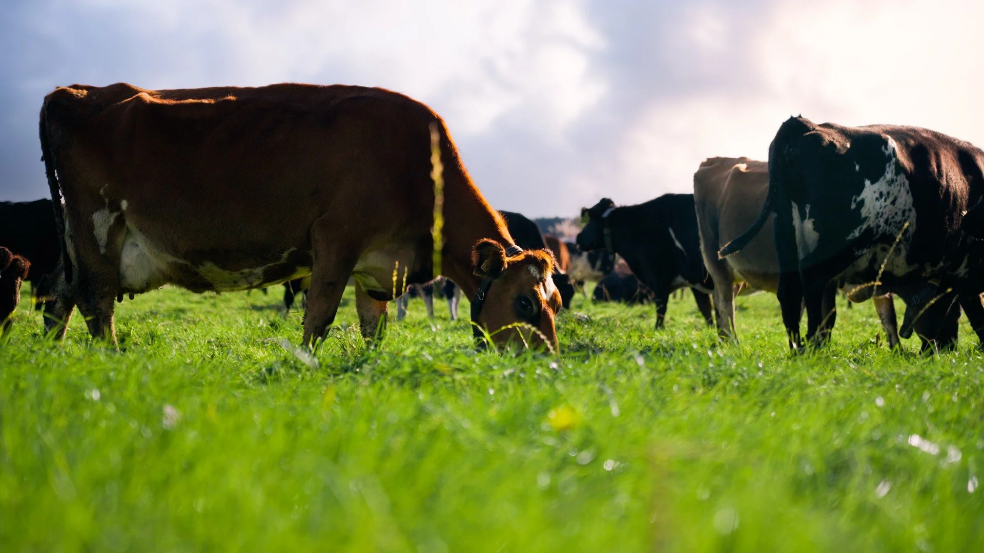 Cows grazing on a green field under a partly cloudy sky.