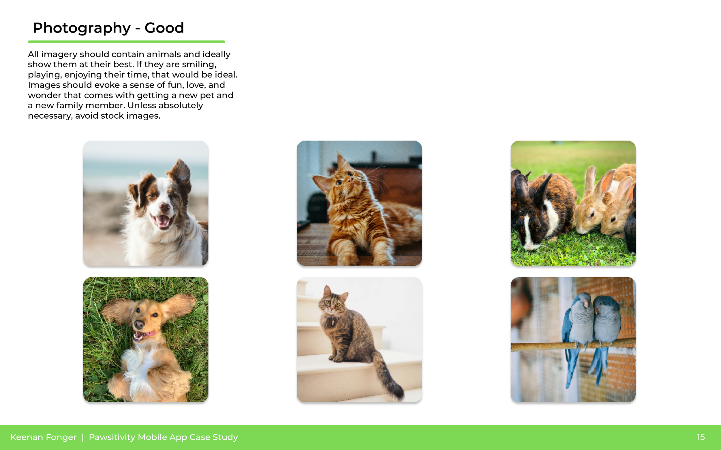 A sheet with photography tips and a row of animal photos, including a dog on a beach, a ginger cat indoors, rabbits on grass, and a cat on stairs.