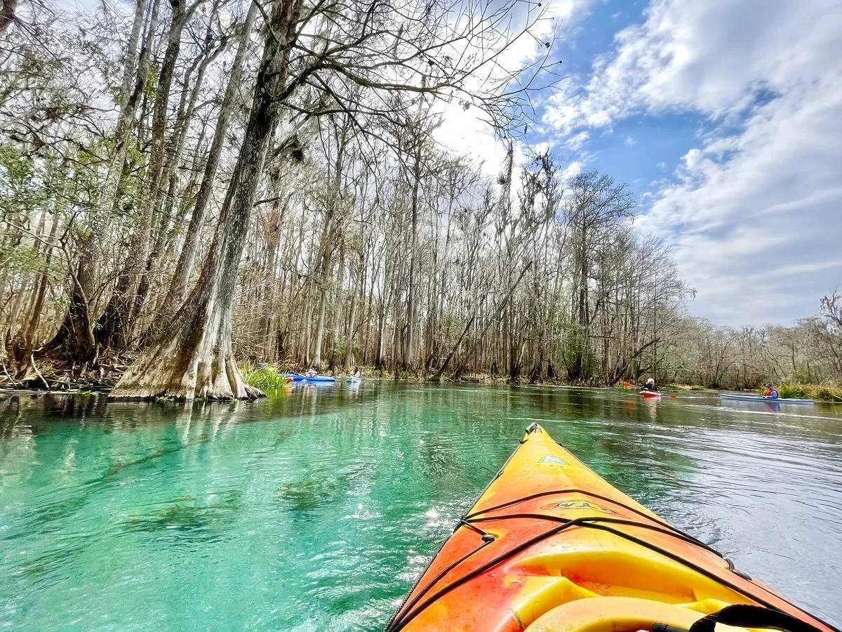 Why do you see manatees on some rivers but not others? Dams. Rainbow River (and other popular paddling spots) are blocked from ocean access by dams that prevent manatees from making their way inland from the ocean. One place they can still get to: up