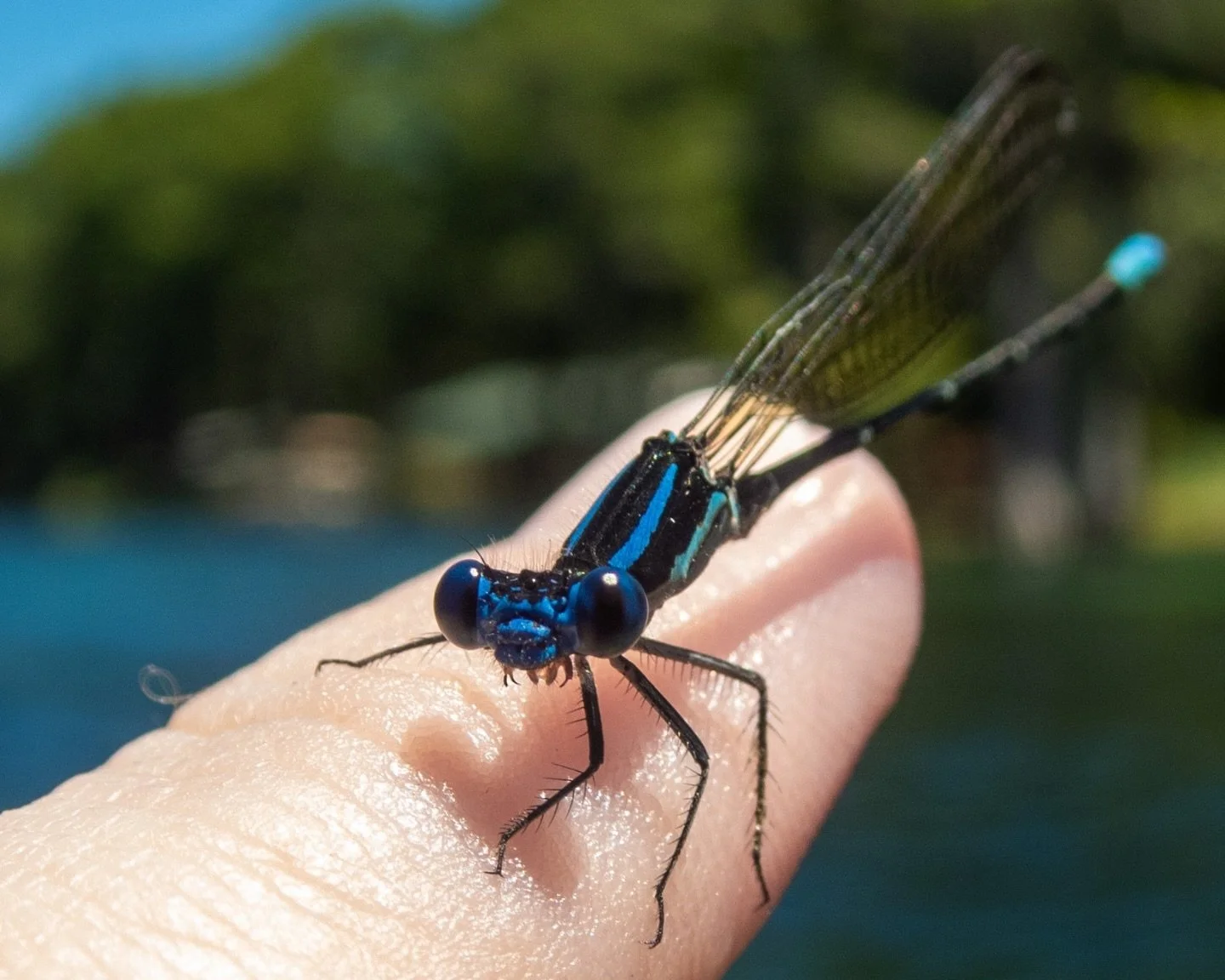 Dragonfly or damselfly? Damselflies are thinner and more elegant than the chunky dragonflies. To spot a damselfly look for 1) wings together at rest not spread flat like an airplane and 2) space between the eyes. This little guy? Is a forked damselfl