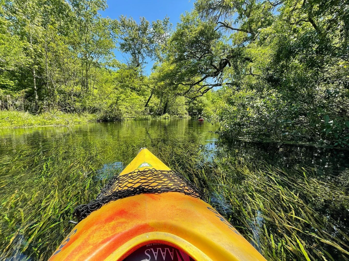 Do you see the sea grass under the water? Itchetucknee&rsquo;s northern stretch is closed to swimmers and tubers. The grass is why. Swimmers kick up the bottom, creating sandy patches and preventing aquatic vegetation from growing. But the life of th