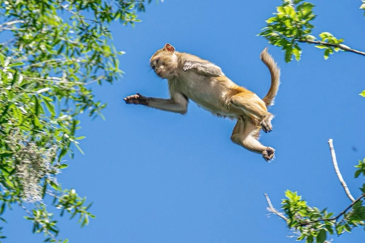 Yes, we all know (hopefully) that Florida has monkeys. Did we know that the monkeys - technically Rhesus macaques - all have herpes?

📍 Silver Springs State Park | Ocala, FL

#florida #floridasprings #naturephotography #travel #silversprings #silver