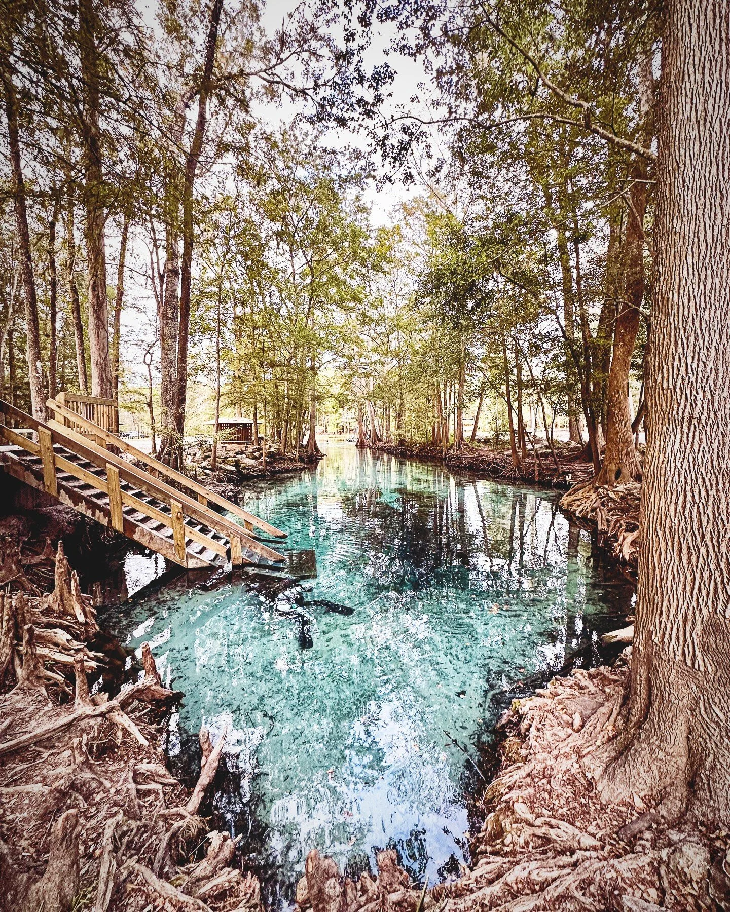 First really cold day of the year!! Headed to Ginnie today&hellip;gonna see if any manatees had the same bright idea 😎

Ginnie is one of several springs tied to the Sante Fe river, and one of the few cave systems that actually *crosses* a river. Tha