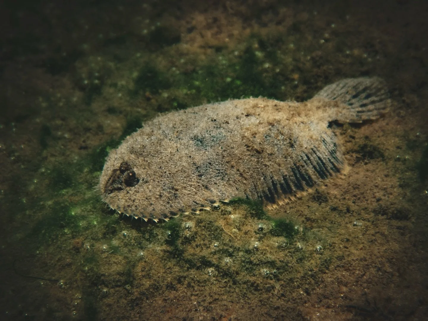 My favorite springs fish. Ladies and gentlemen, the hogchoker! YES THAT&rsquo;S RIGHT. A hogchoker. 

These cute wee little freshwater fish might *look* like a flounder, but don&rsquo;t be fooled&hellip;they&rsquo;re actually a type of marine sole. Y