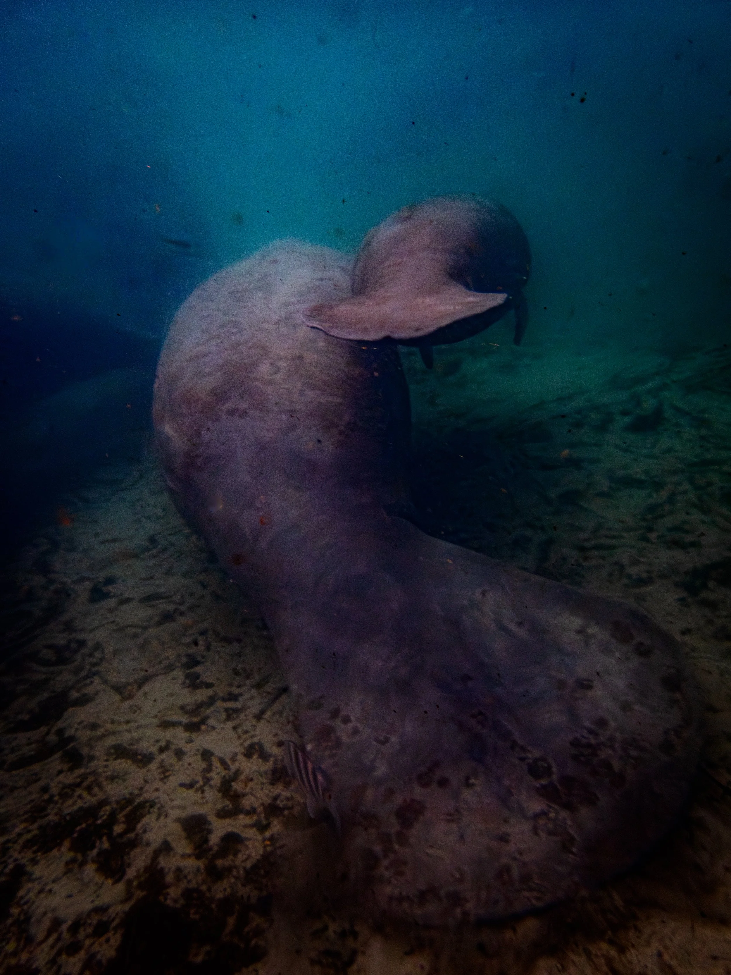 A baby manatee and its mother swim away from the camera along the river floor at Three Sister Springs in Crystal River, surrounded by sand and small debris.