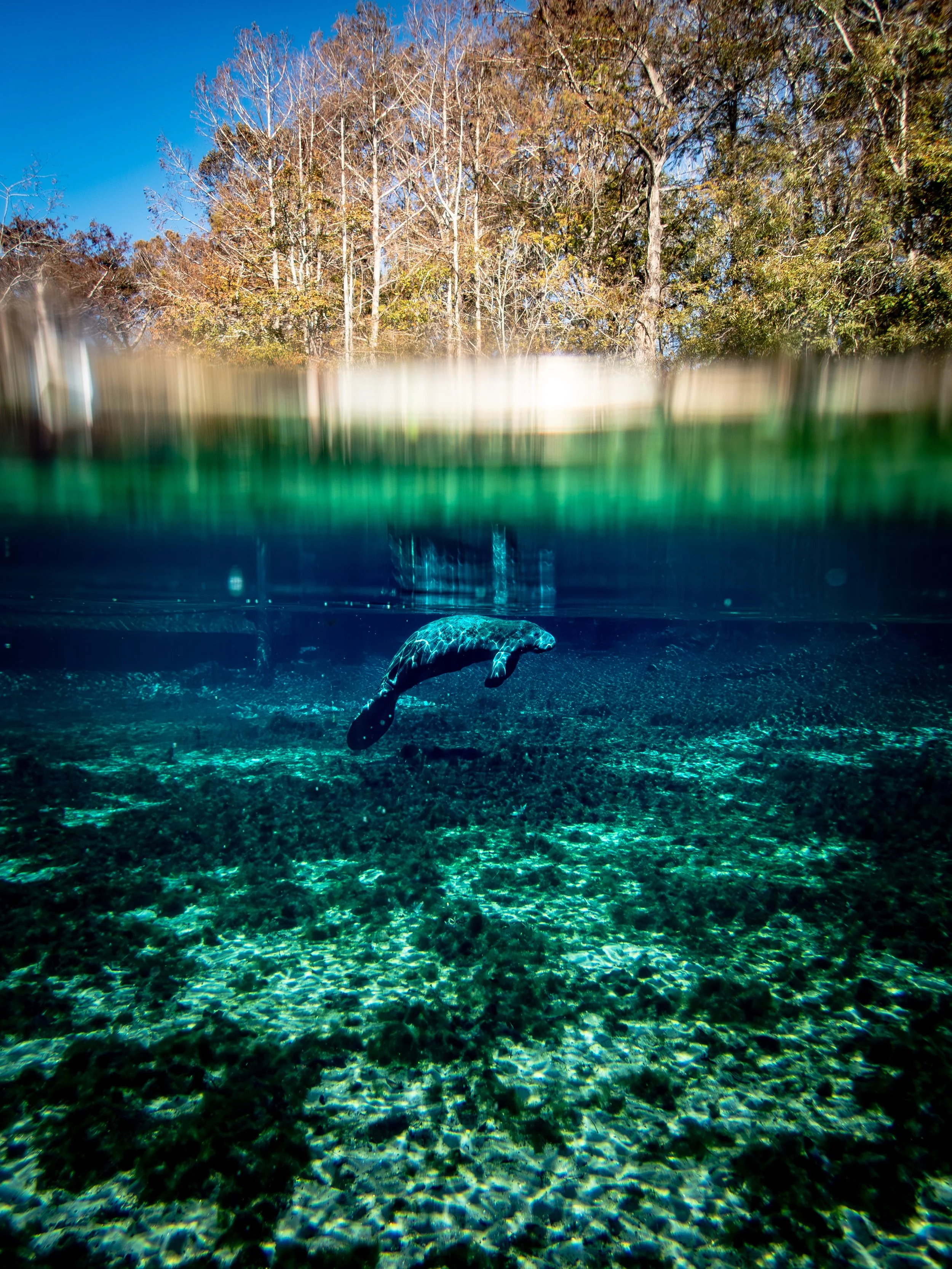 Underwater view of a manatee swimming in the middle of Fanning Springs in winter, with clear blue water, with trees and a blue sky above the water surface.