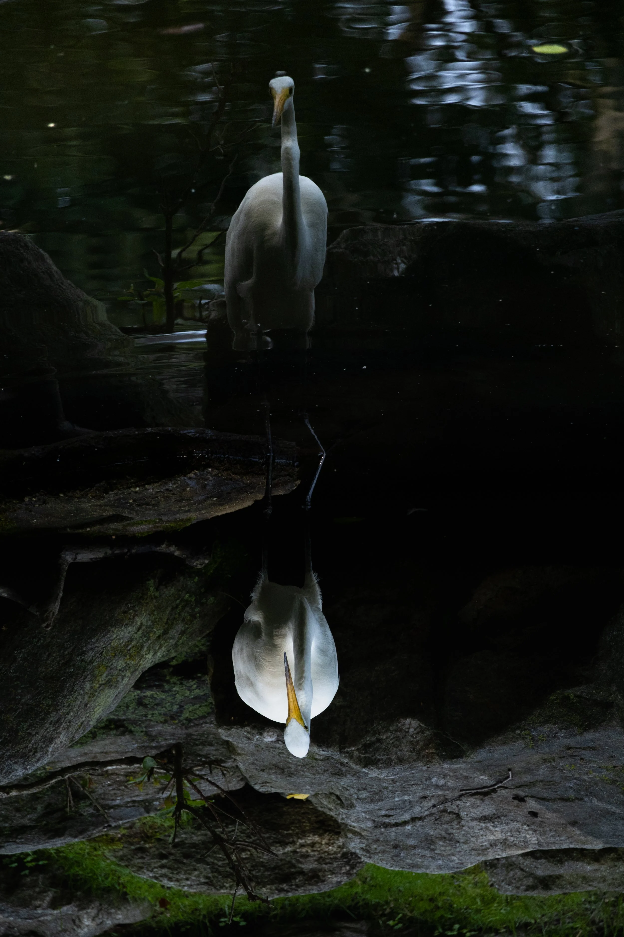 A white egret standing in a dark, reflective water body with a rocky and mossy bank, and the image is upside down.