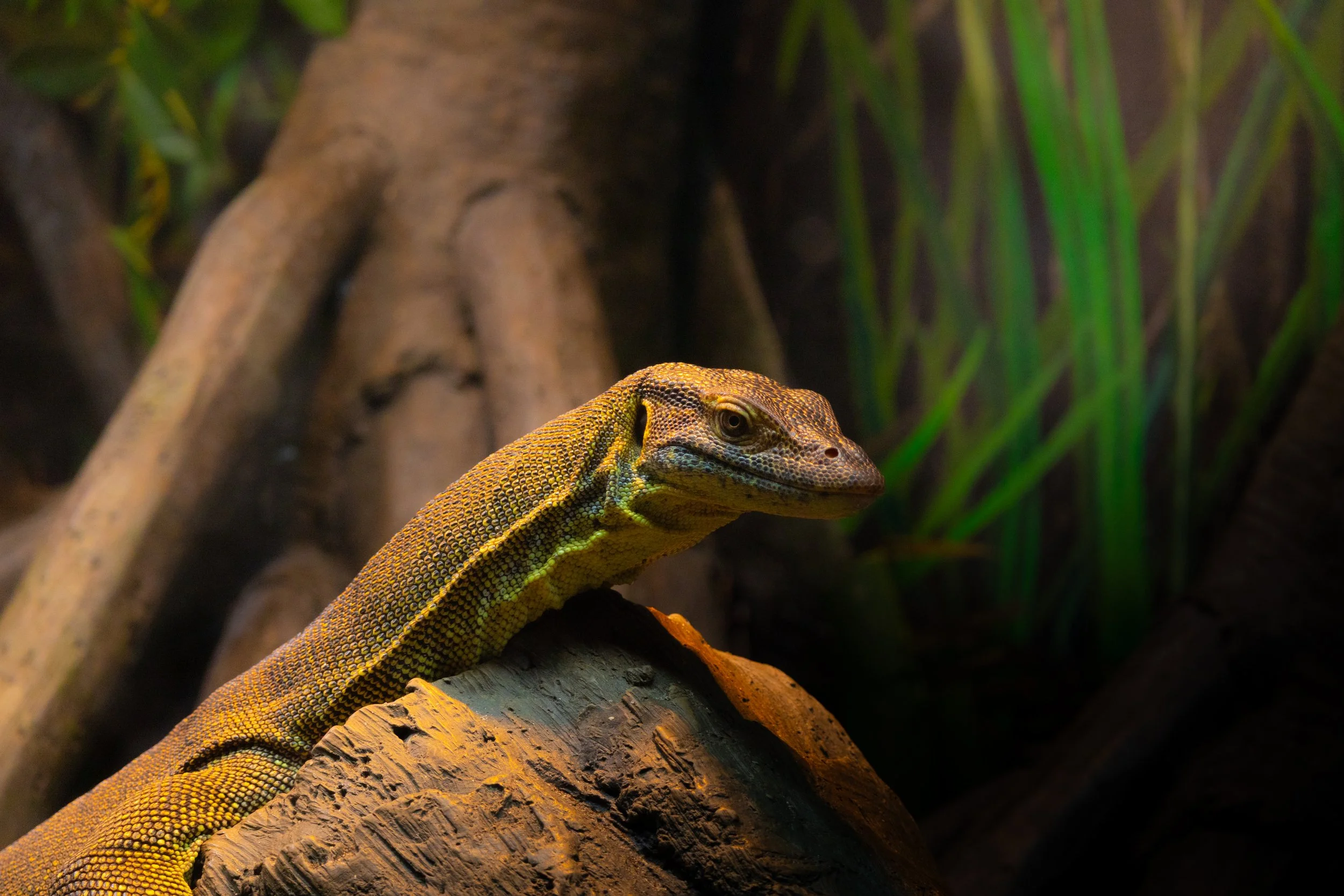 A colorful lizard resting on a branch in a natural habitat with green plants and trees.