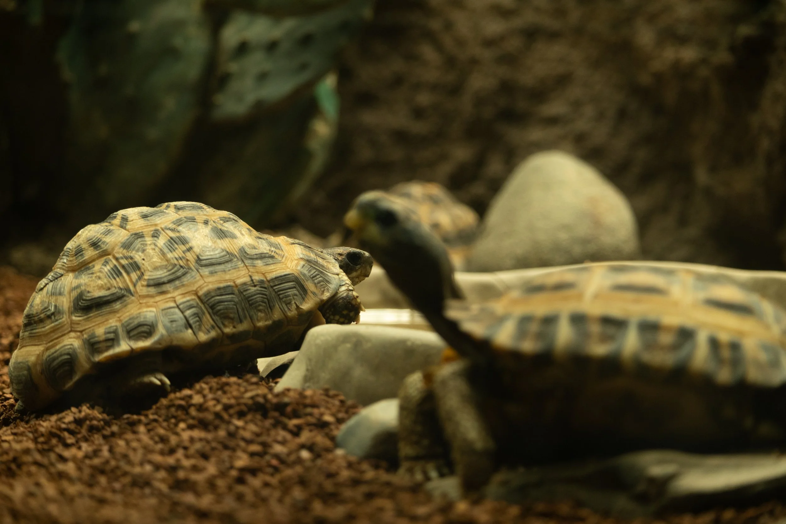 Close-up of a small tortoise on the ground among rocks and dirt, with another tortoise partially visible in the background.