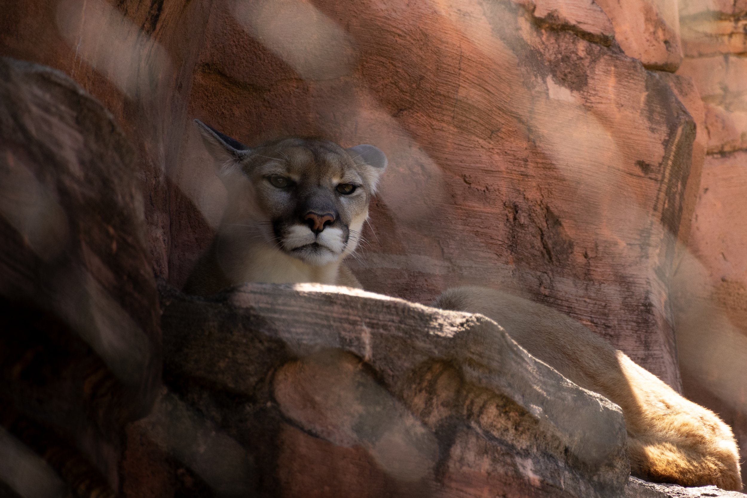 A mountain lion resting on a rocky ledge in a cave.