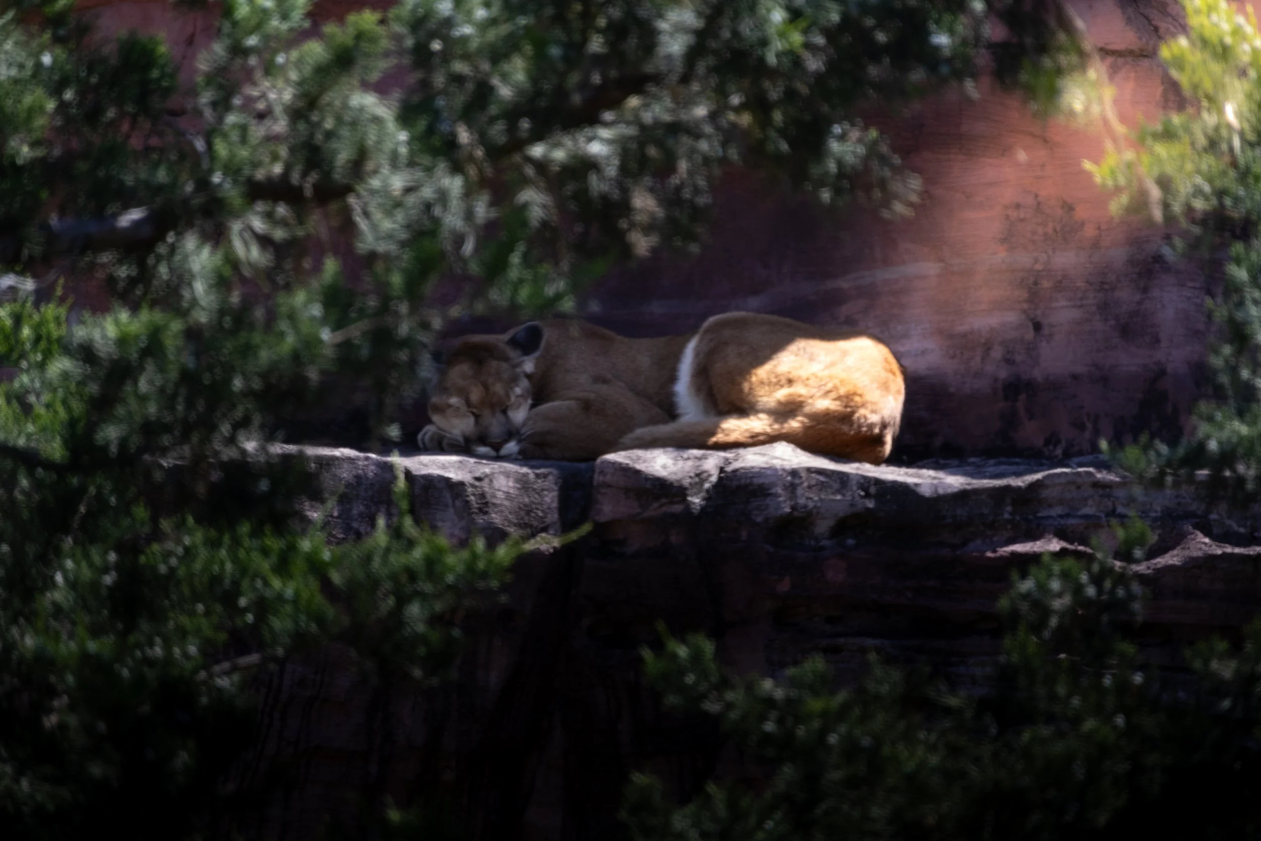 Two lions resting on a rock in a shaded area with greenery and a brick wall in the background.