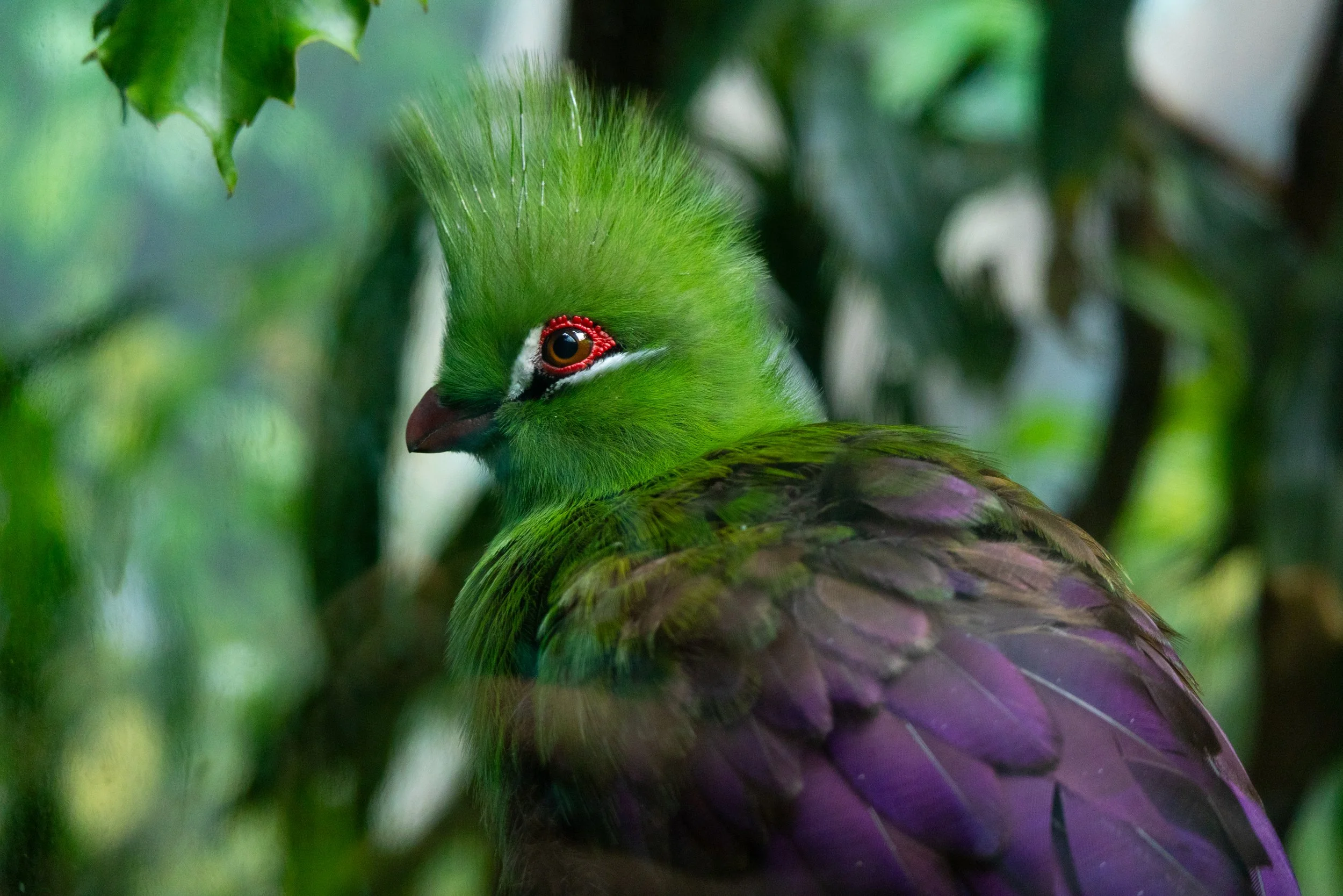 A close-up image of a vibrant green bird with red eye ring and purple and green plumage, partially obscured by surrounding green leaves.