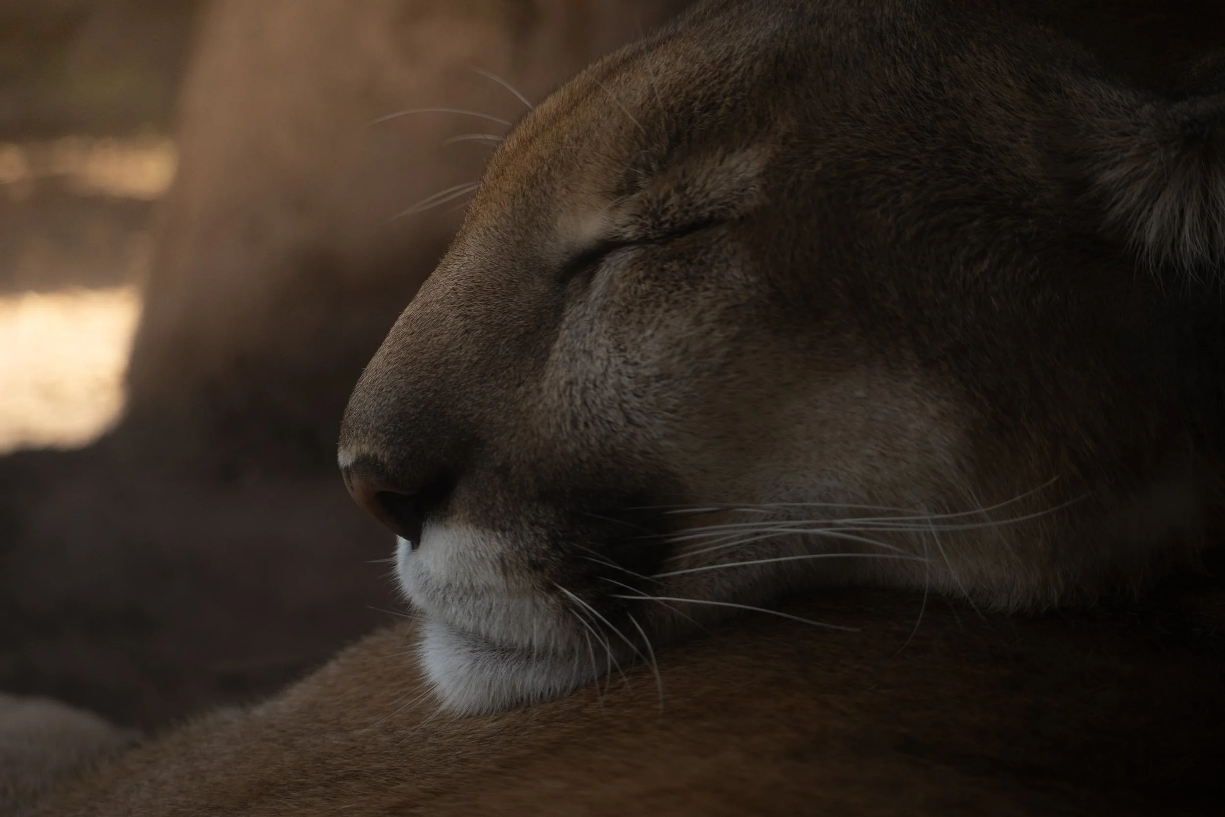 Close-up of a sleeping brown and white cat's face with eyes closed.