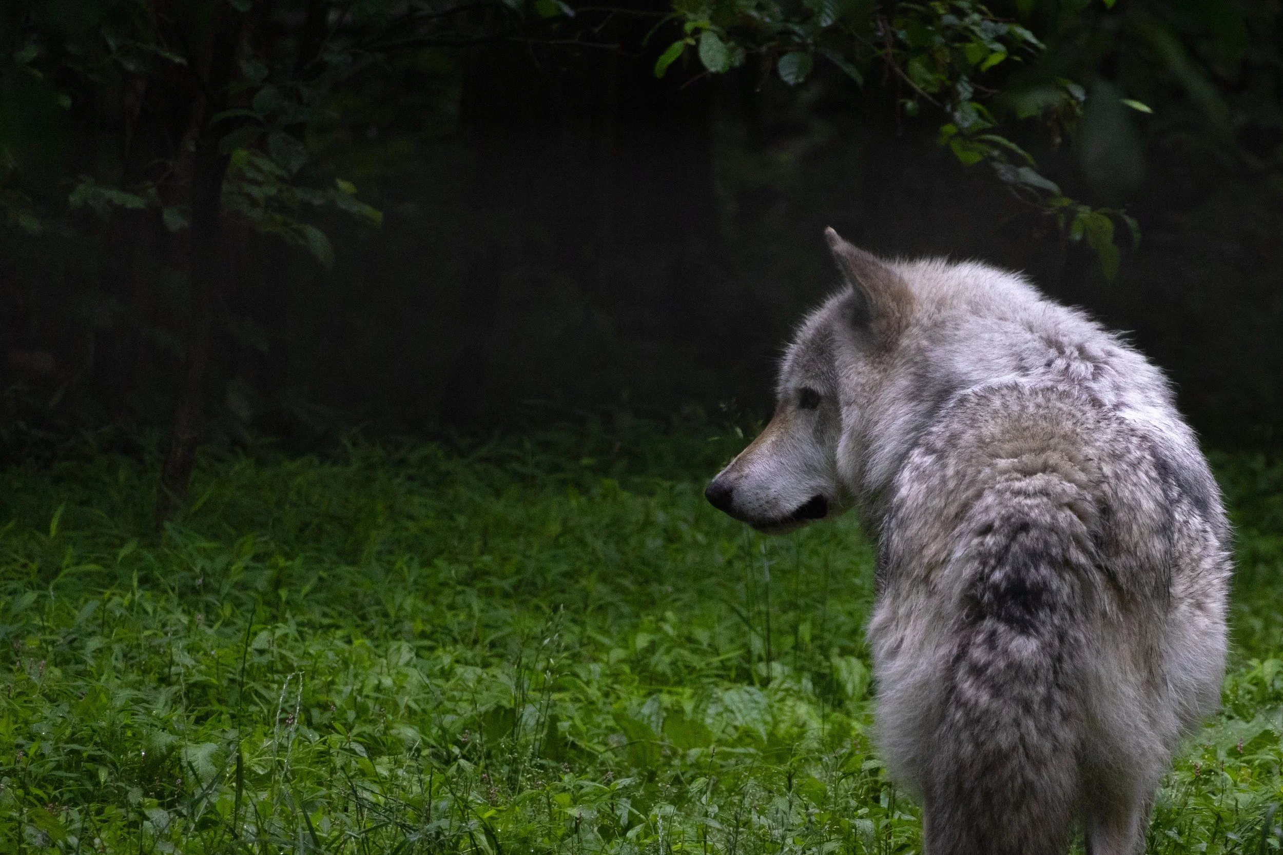 A gray wolf sitting on green grass with dense foliage in the background.