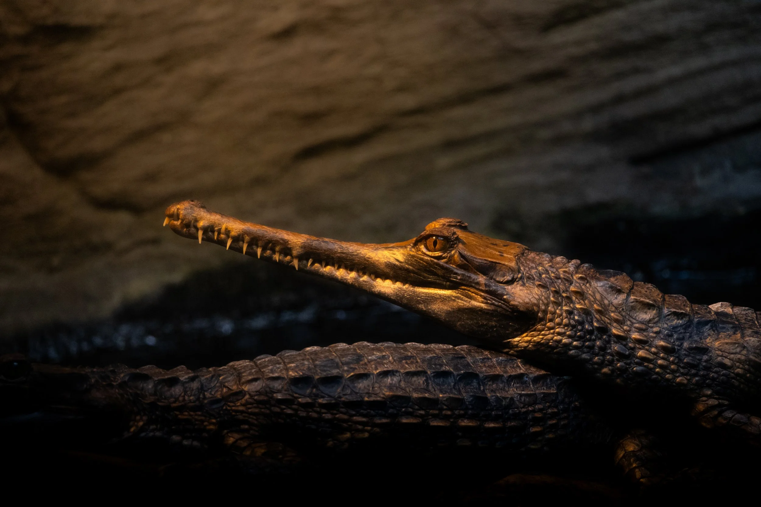 Close-up of a crocodile's head and body, showing its rough textured skin and sharp teeth, with a dark background.