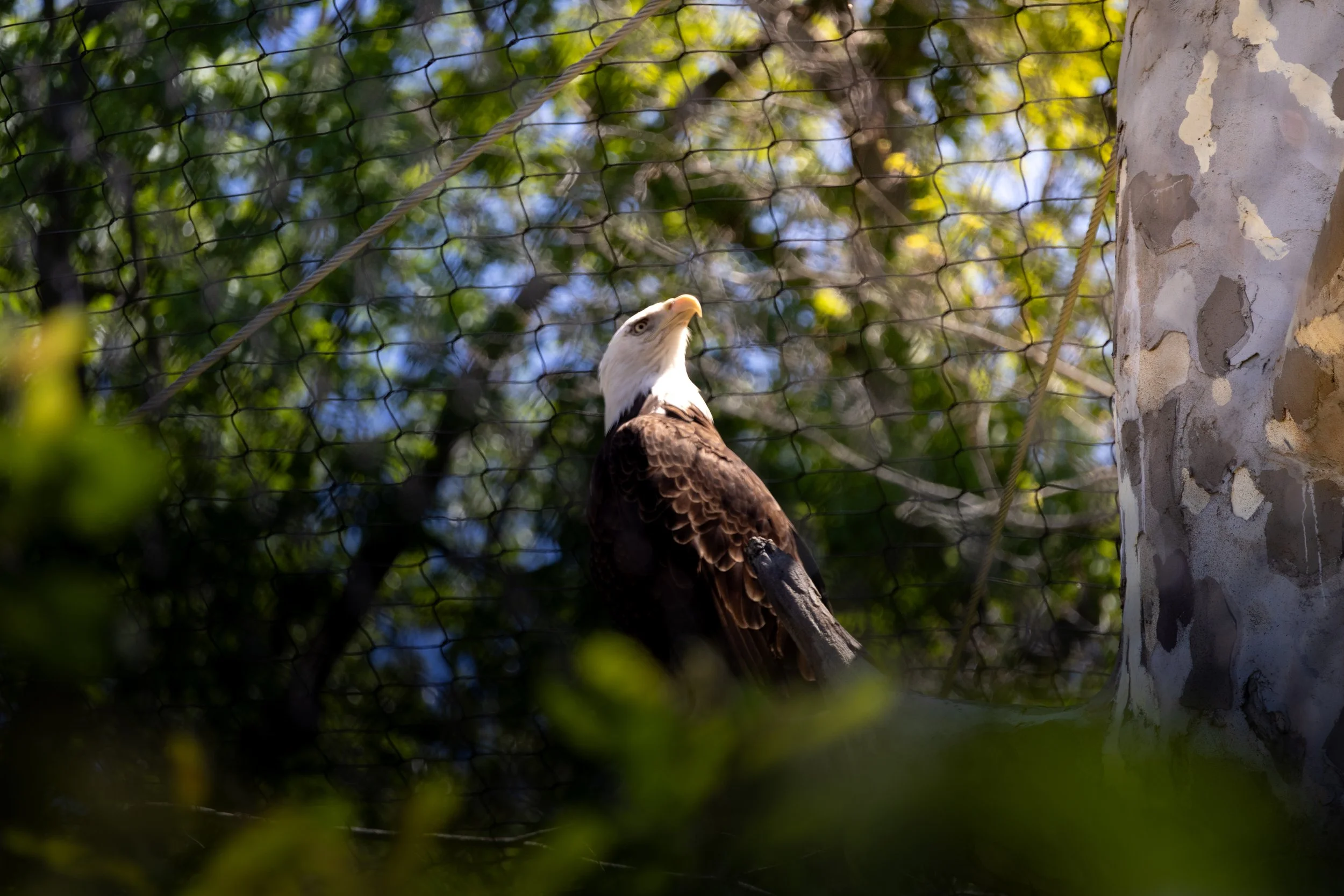 A bird of prey perched on a wooden branch, with a wire fence and blurred green foliage in the background.