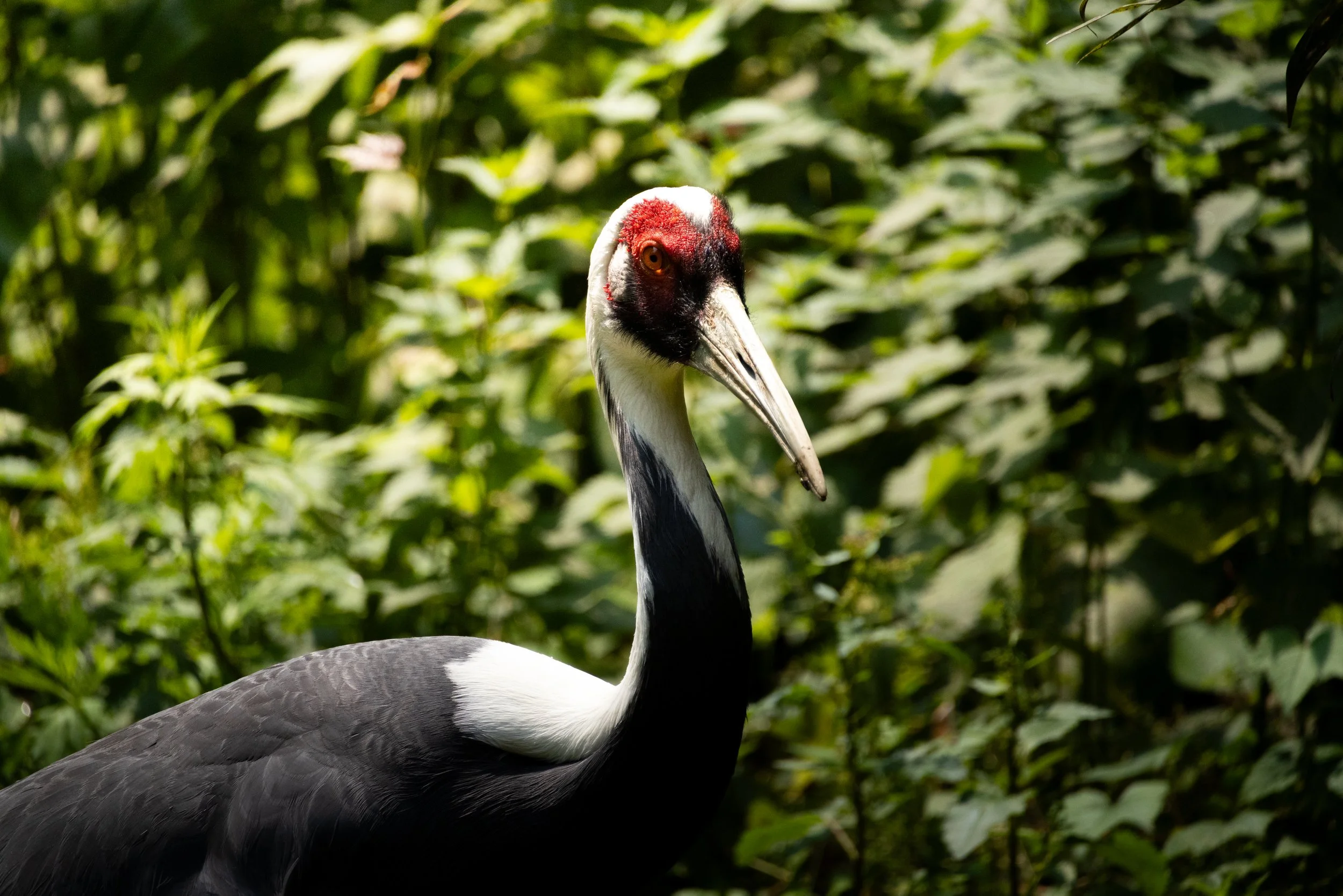 A close-up of a crane with a red crown on its head, black and white plumage, and a long beak, standing among green foliage.