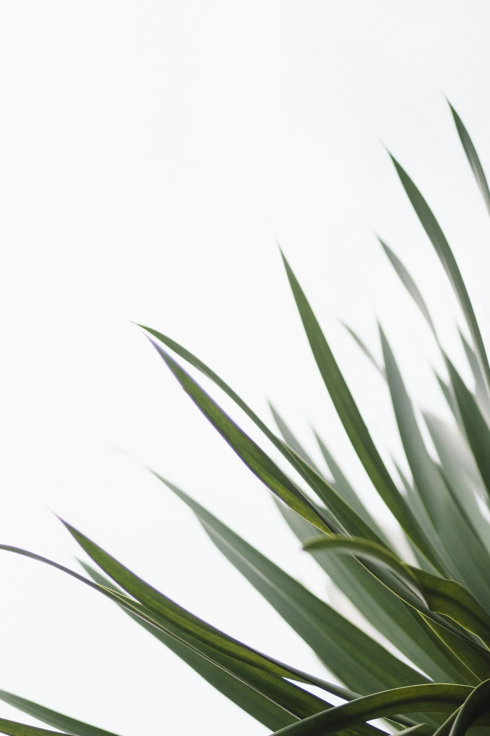 Green plant leaves with pointed tips against a plain, light-colored background.