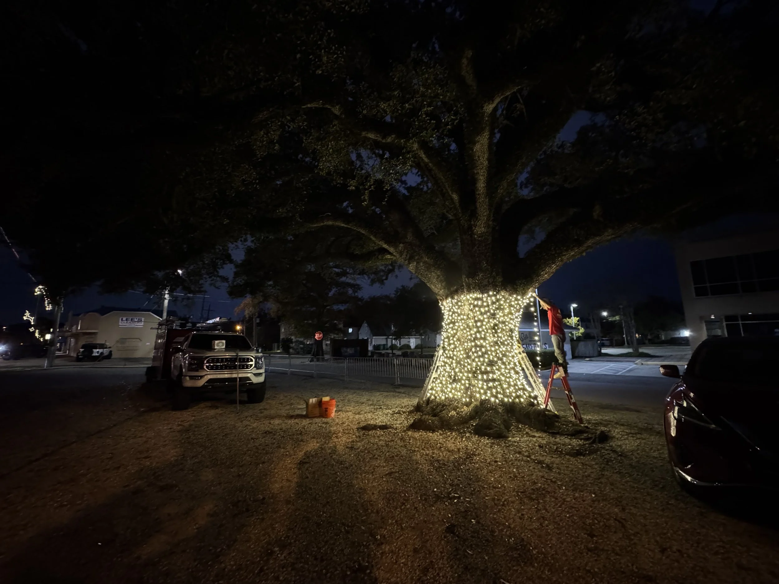 white-lights-wrapped-large-oak-trunk-at-night.jpg