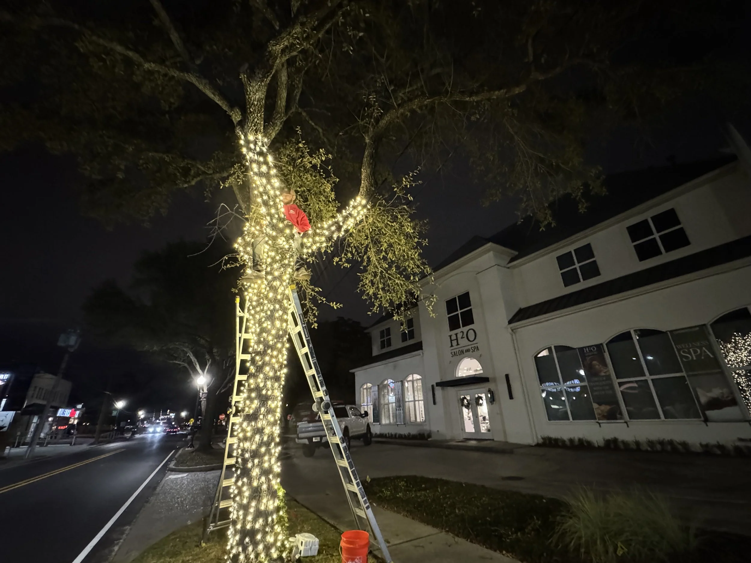 installer-on-ladder-wrapping-oak-tree-white-lights.jpg