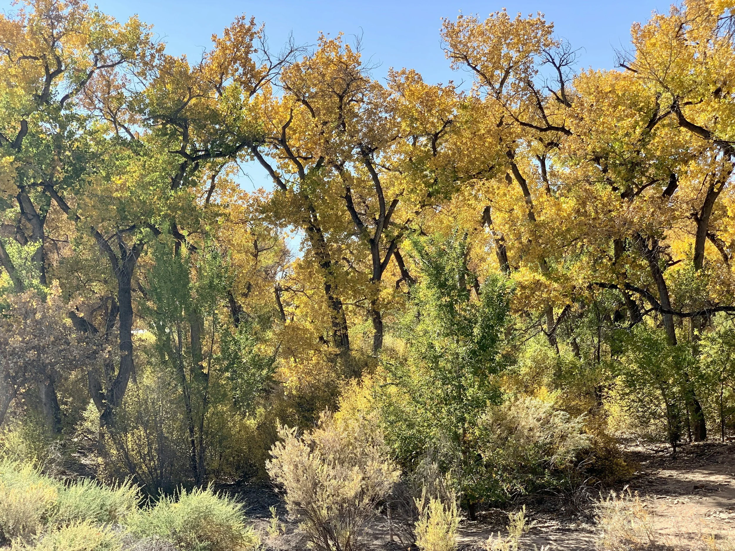 A photo of trees with autumn yellow and green leaves under a clear blue sky.