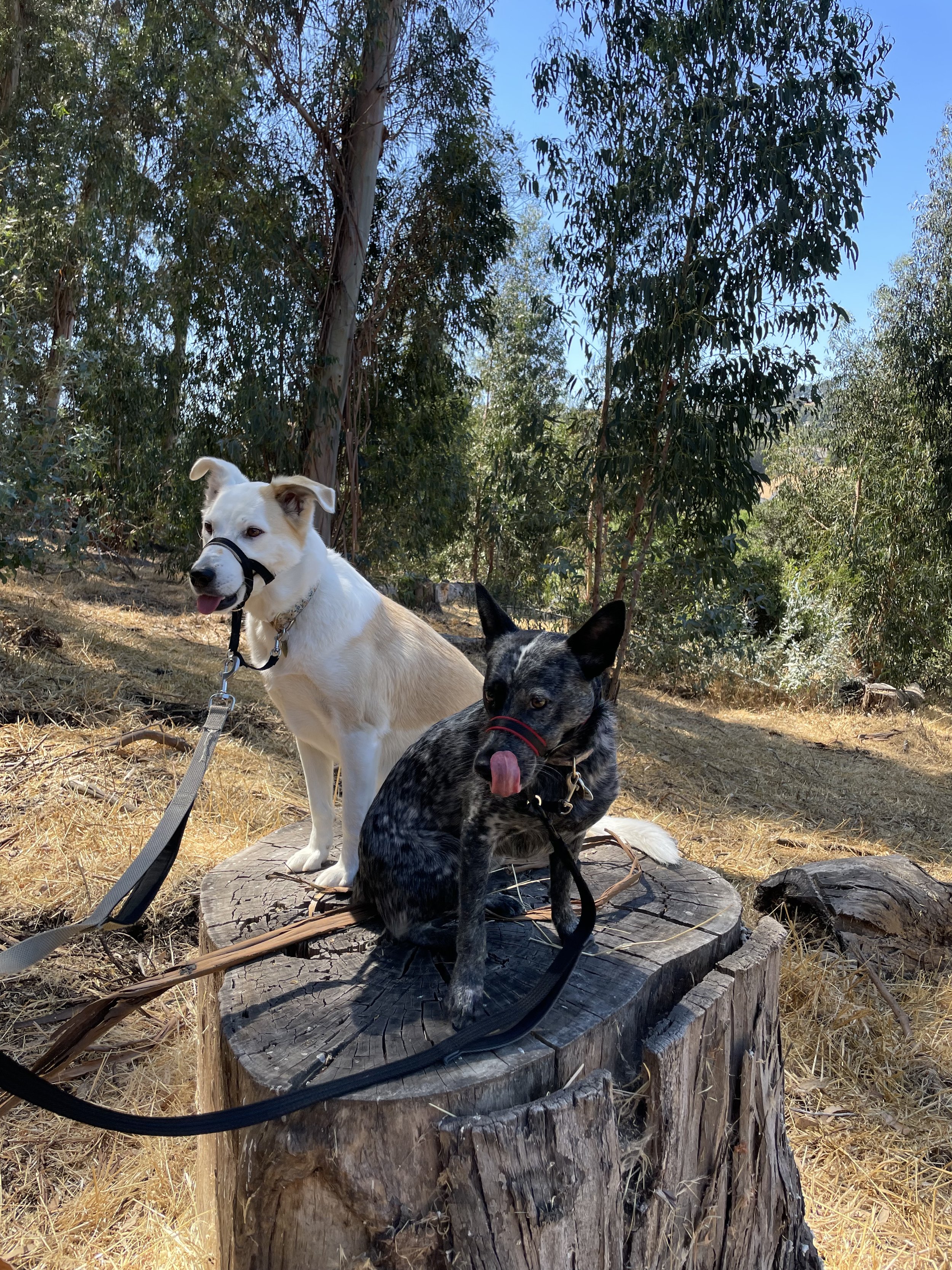 Maisy & Violet