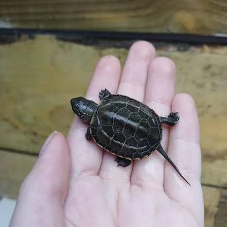 Episode 93 - Funeral for a turtle