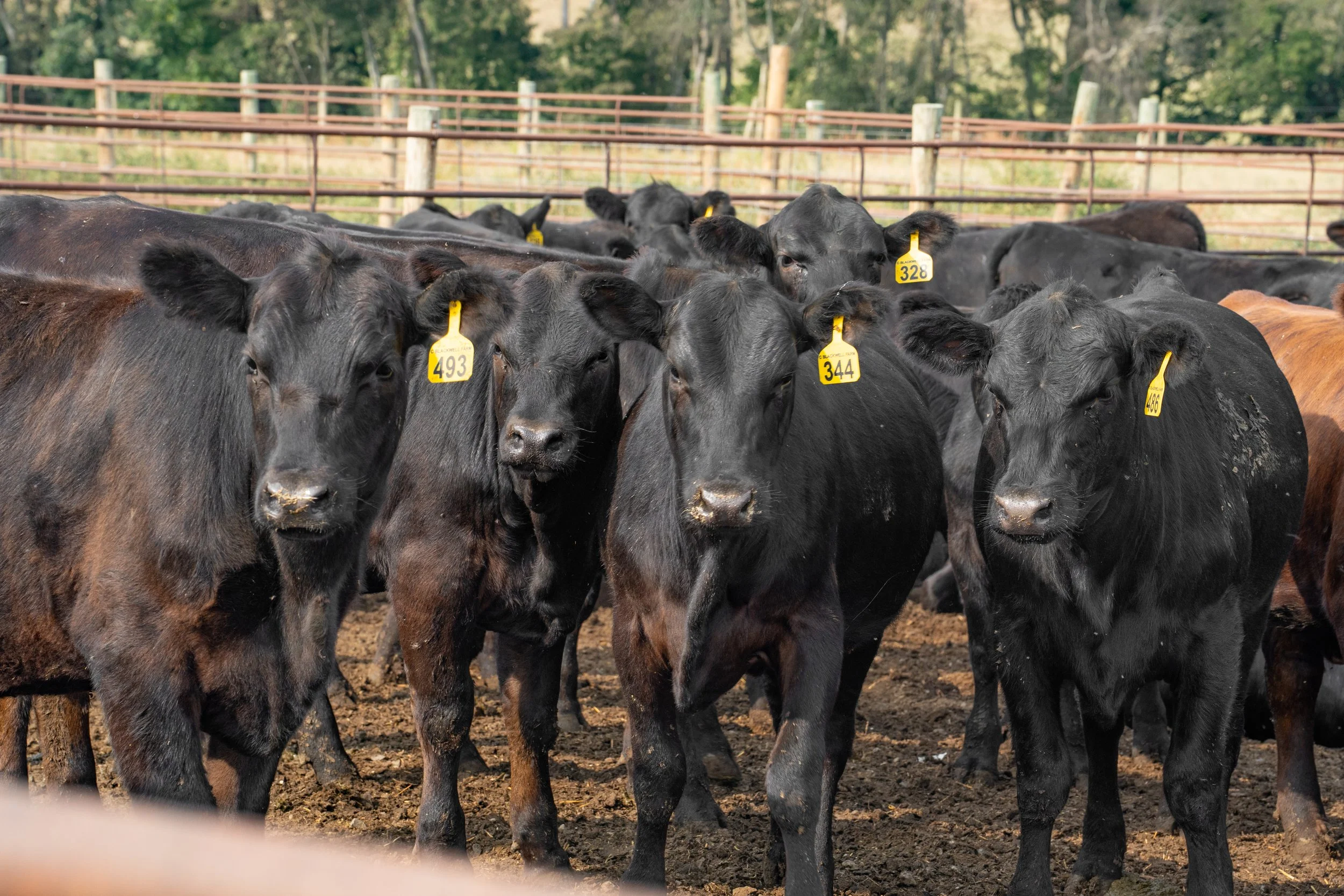 C. Blackwell Cattle Co. -11.jpg