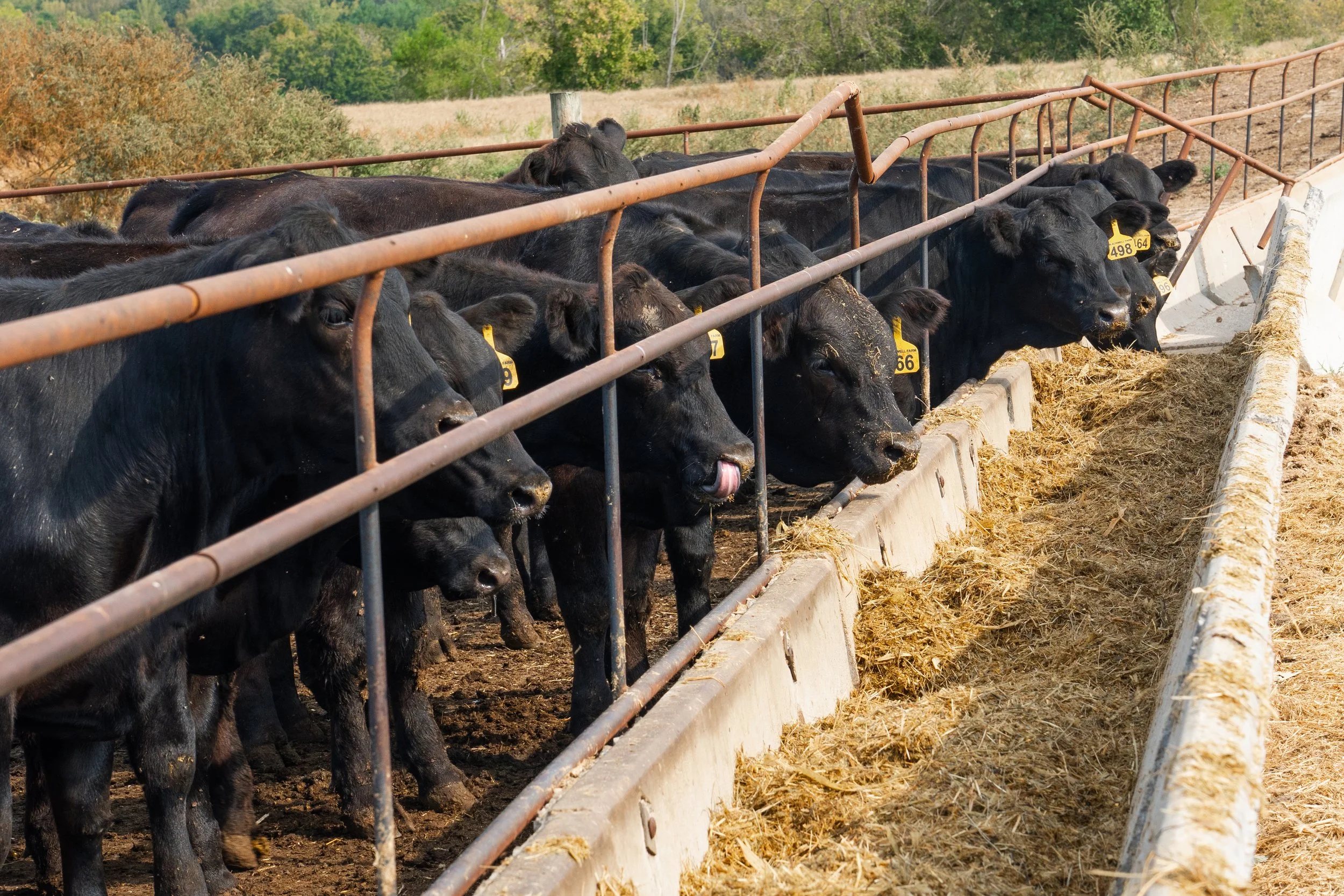 C. Blackwell Cattle Co. -16.jpg